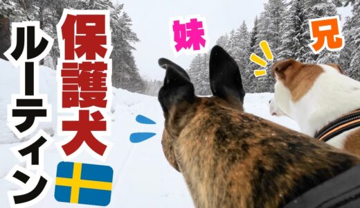 【北欧ファミリー】犬のリアルな日常🐶色々あった1日に完全密着🇸🇪