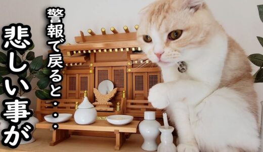 外出中に警報がなったので急いで家に引き返したら猫が…