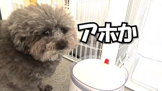 まるで人間みたいに思ってる事が顔に出ちゃう犬