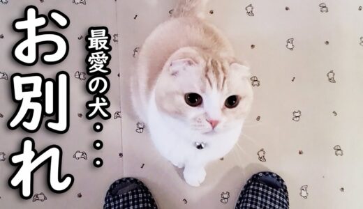 寂しいですが犬を預けることになり猫が泣いて家中探してます...