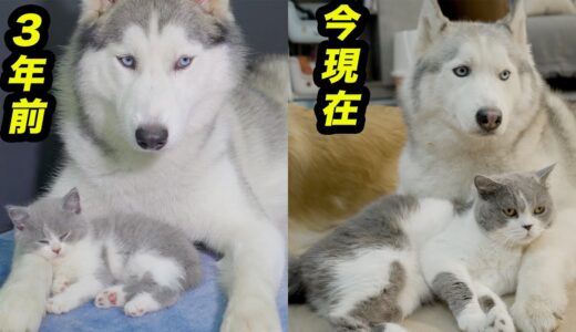 3年間、ハスキー犬に育てられた子猫の成長記録：ハスキーの優しさに涙が出ちゃった