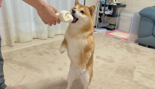 明らかにサイズ違いのガムを欲しがる自分の事を大型犬だと勘違いしている豆柴