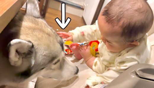 初めて赤ちゃんが大型犬に触れたら事故が起きました。