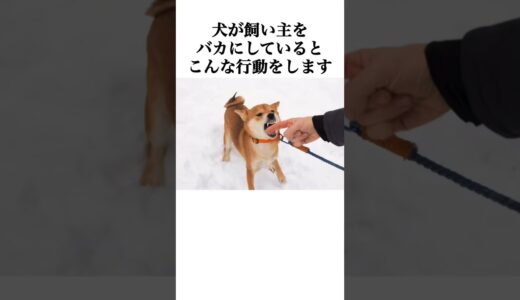 犬が飼い主をバカにしていると、こんな行動をします #犬 #ペット #雑学