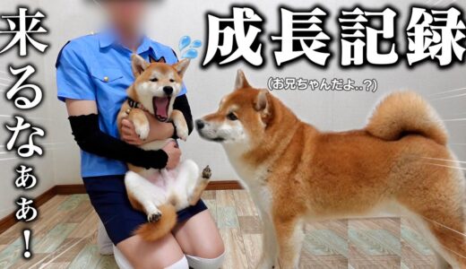 【ん…成長した？】柴犬の子犬と先住犬こまちゃんが仲良くなるまでの成長記録【生後2ヶ月〜6ヶ月まで】