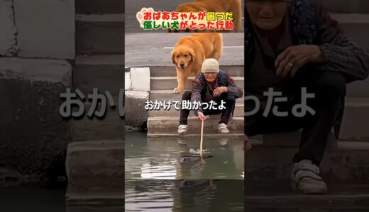 おばあちゃんを助ける犬Dog helping grandma#dog #shorts#犬#犬のいる暮らし