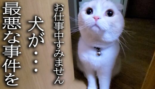 深夜に仕事してたら猫が何かを伝えにきたのでついて行くと犬が…