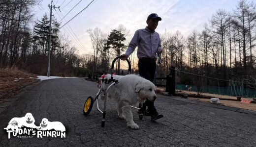 脇目も振らず犬用車椅子でズンズン歩いたルンルンです　Great Pyrenees　グレートピレニーズ