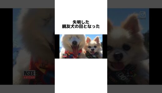 僕が君の目になるよ#犬#感動#雑学