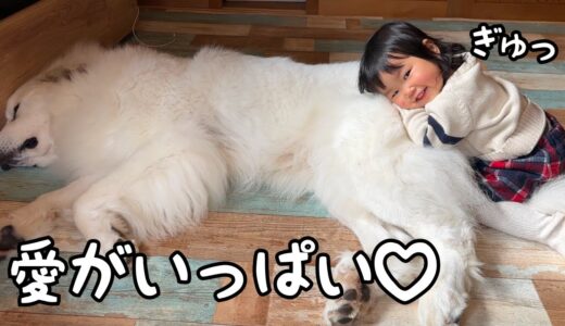 【モフッ！】大好きな超大型犬にギュッとして離れない１歳児が可愛すぎました♡｜グレートピレニーズ&オールドイングリッシュシープドッグ&トイプードル