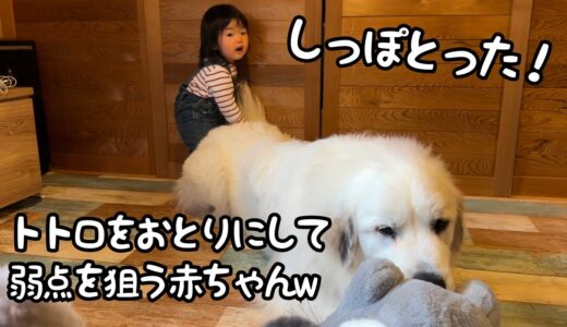 【まさかw】超大型犬にお気に入りの人形を渡してくれたと思ったら、その隙に尻尾を鷲掴みにする妹笑｜グレートピレニーズ＆オールドイングリッシュシープドッグ＆トイプードル