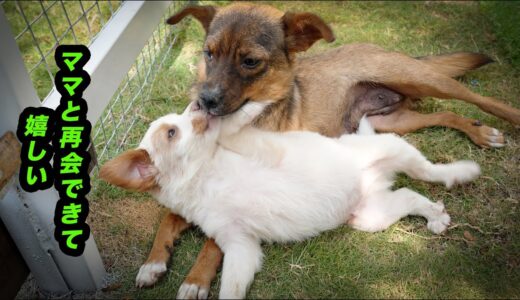 １週間ぶりに保護の子犬が母犬と再会したらこうなります。