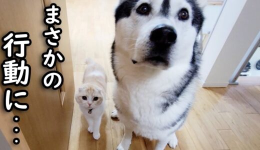 仕事してたら猫が犬を連れて遊びにきた結果こうなりました…