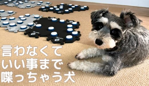 内緒にできない、幼児みたいな犬【しゃべる犬】