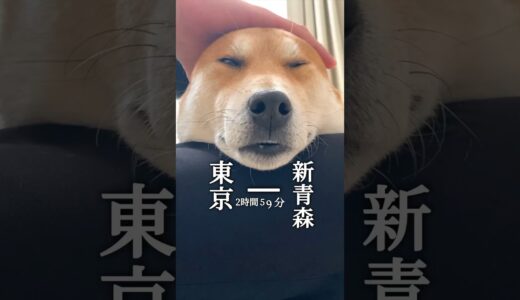 リニアモーター犬なら静岡通れるかな#犬#柴犬#鉄道