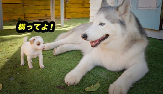 ハスキー犬に構って欲しいのに無視されて怒った子犬が可愛すぎた