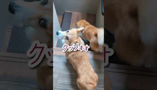 またグリコやってる柴犬とコーギー #柴犬スティーブ #犬猫アテレコ