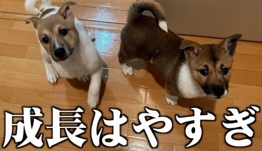 【元保護犬】日々の成長がまるっとわかるように毎日動画撮ってたら面白い変化が…