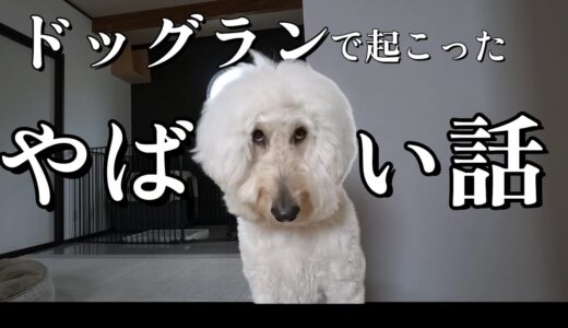 ドッグランで起こったヤバイ事件のお話【犬アフレコ】