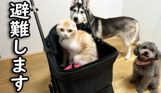 地震で猫と犬を連れて避難することに...