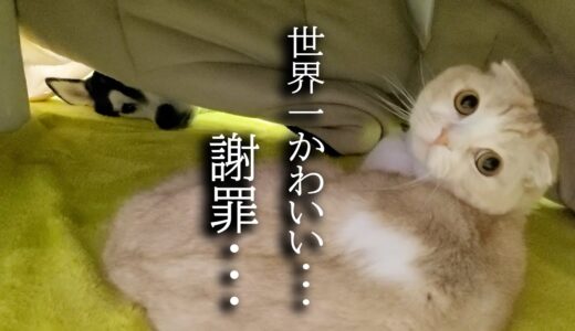 犬と猫が喧嘩になった後、謝罪が可愛すぎた...