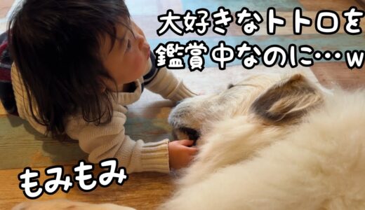 【※中毒性アリ】大好きなトトロを見ているときも必ず最高に気持ちいい超大型犬の唇を触り続ける妹が面白いw｜グレートピレニーズ&オールドイングリッシュシープドッグ&トイプードル