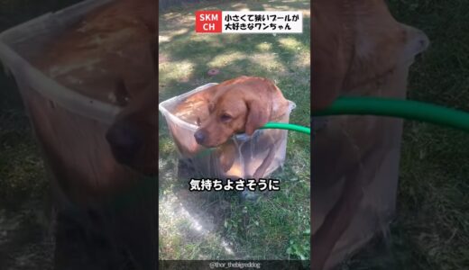 小さなプラスチックケースのプールがお気に入りの犬