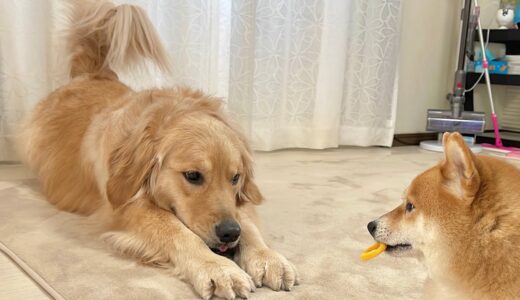 ママを困らせる豆柴を犬語で注意するゴールデンレトリバーが可愛すぎました…