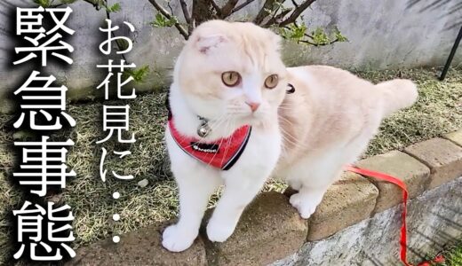 犬と猫を連れてお花見に行ったらカラスに狙われパニックに…