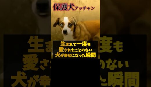 生まれて一度も愛されなかった犬！閉じ込められ太陽もしらない犬が幸せになった瞬間が感動的過ぎた！#shorts