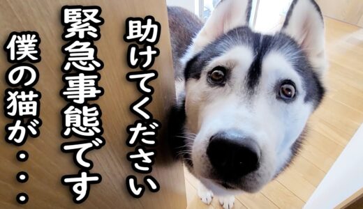 ハスキー犬が急用だと騒いでるのでついて行ってみると猫が…