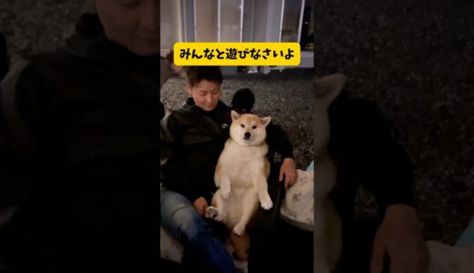 【犬らしく出来ない柴犬】#柴犬#貫禄#おもしろ #youtubeshorts #yuotube #shorts #shortvideo