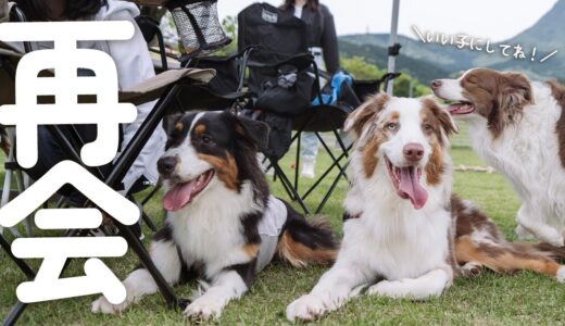 久しぶりに会った兄弟と秒ではしゃぎはじめる弟犬をしっかり見守る保護者すぎるお姉ちゃん犬【オーストラリアンシェパード・ボーダーコリー】