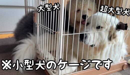 【無理です】狭すぎるケージに一緒に入るのが謎すぎるんですけど・・・｜グレートピレニーズ&オールドイングリッシュシープドッグ&トイプードル