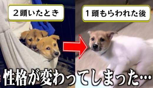 ２頭で暮らしていた元保護犬…１頭もらわれた後の残った子が切ない