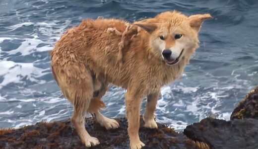 飼い主に捨てられ、岩礁で800日も待ち続けた犬。激しい風雨にさらされようとも、毎日船が去った方向を眺めていた【感動】