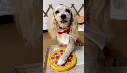 【犬のピザ🍕屋さん】これは絶対みていただきたーーーい❤️ #犬のいる暮らし #ペット動画 #ピザ #イタリア #犬 #toypoodle  #dog #italy #pizza #maltese