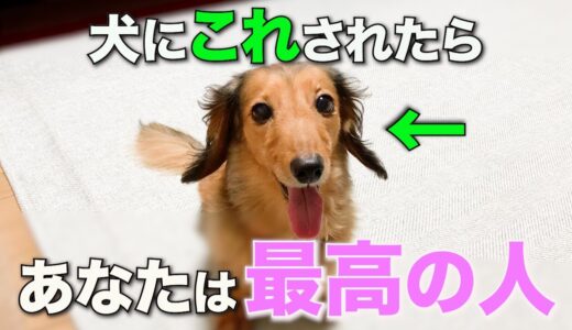 最高の飼い主と暮らす犬だけが見せる仕草8選【完全版】