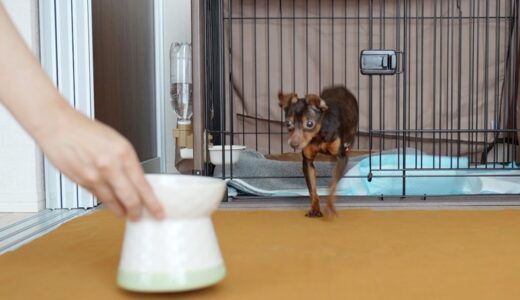 怖がりな保護犬がサークルから出てくる時