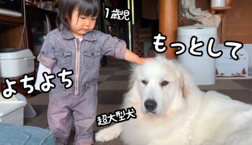 【大親友】超大型犬と大型犬の子犬と小型犬みんなと仲良しで完全に手懐ける1歳児が凄すぎました…!｜グレートピレニーズ＆オールドイングリッシュシープドッグ＆トイプードル