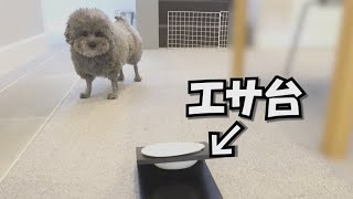 新しく買ったエサ台を見た犬のしぐさが面白いｗ