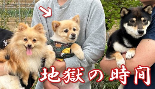 【緊急事態】犬見知りの愛犬が近所の犬と対面した結果、大パニックで大変なことに…笑