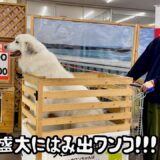 お祝いに買い物行ったら盛大にカートからはみ出る超大型犬【20万人突破記念編】