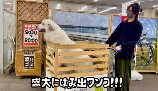 お祝いに買い物行ったら盛大にカートからはみ出る超大型犬【20万人突破記念編】