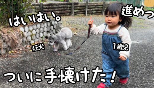 【あの狂犬が…】誰にも懐かない小型犬をすんなり従え散歩までしちゃう１歳児がすごすぎました！｜グレートピレニーズ&オールドイングリッシュシープドッグ&トイプードル