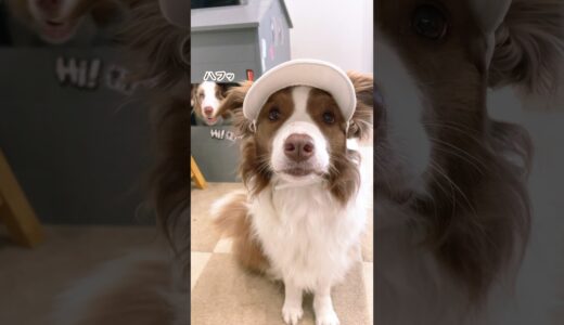 帽子を自ら被ってお外に出る犬達が鬼カワイイw🥺【ボーダーコリー・オーストラリアンシェパード】 #shorts