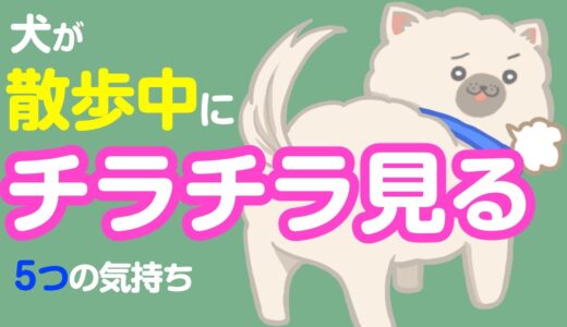 チラ‥チラ‥犬が散歩中に飼い主をチラ見する5つの理由