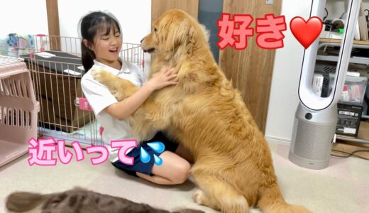 大好きな娘にストレートに気持ちを伝える大型犬クッキー【ゴールデンレトリバーとミニチュアダックスフンド】