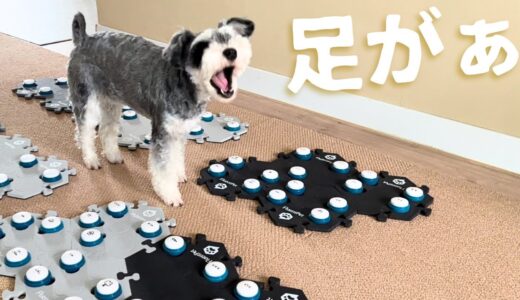 たまらずママに訴えてきました【しゃべる犬】