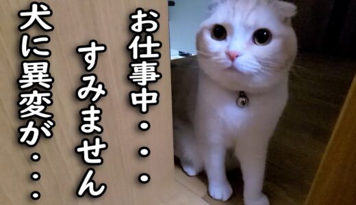 深夜に猫が異変を感じ何かを伝えにきたのでついて行くと…